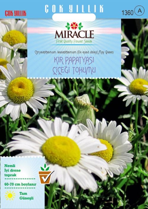 Miracle Krizantem Kır Papatyası Çiçeği Tohumu (100  tohum)