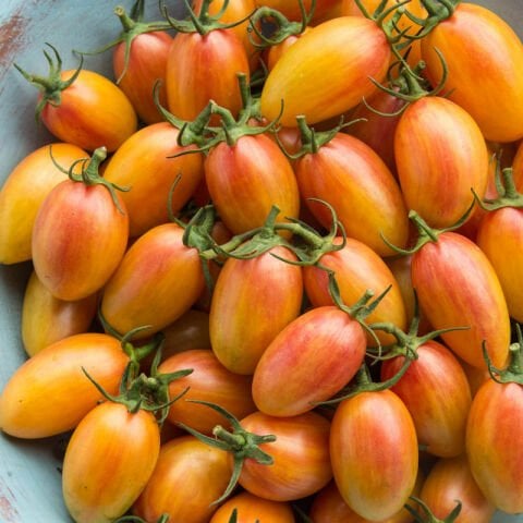 Blush Cherry  Domates Tohumu (15 tohum)