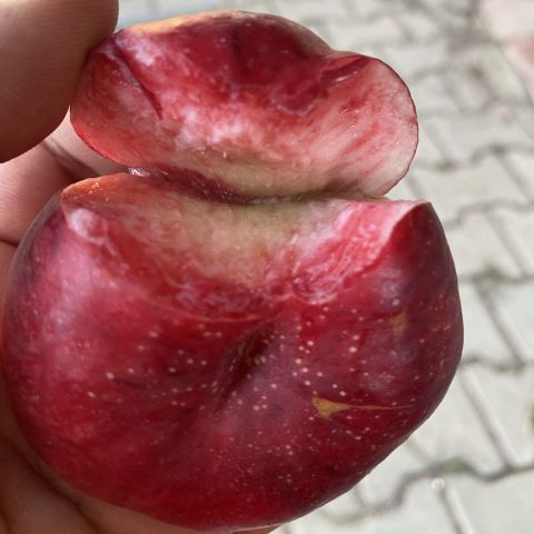 Yüksek Aromalı İçi Dışı Kırmızı Gianna Basık Nektarin Tohumu (10 adet)