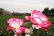 Açık Kök Aşılı Yediveren Rozguçar Pembe Beyaz Gül Fidanı