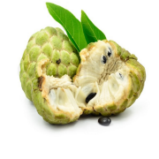 Doğal Sugar Aplle(Şeker Elma-Tropik Elma) Tohumu(5 adet)