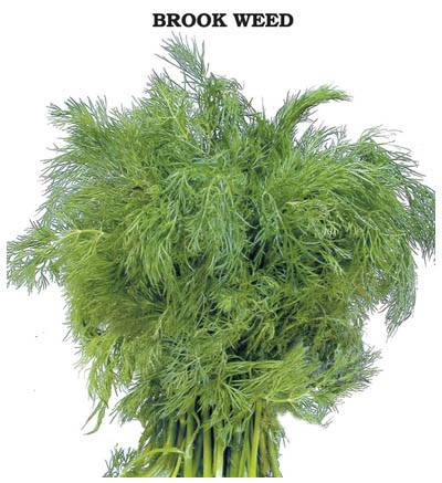 Dere Otu Tohumu (İpek) 2 gram