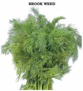 Dere Otu Tohumu (İpek) 2 gram