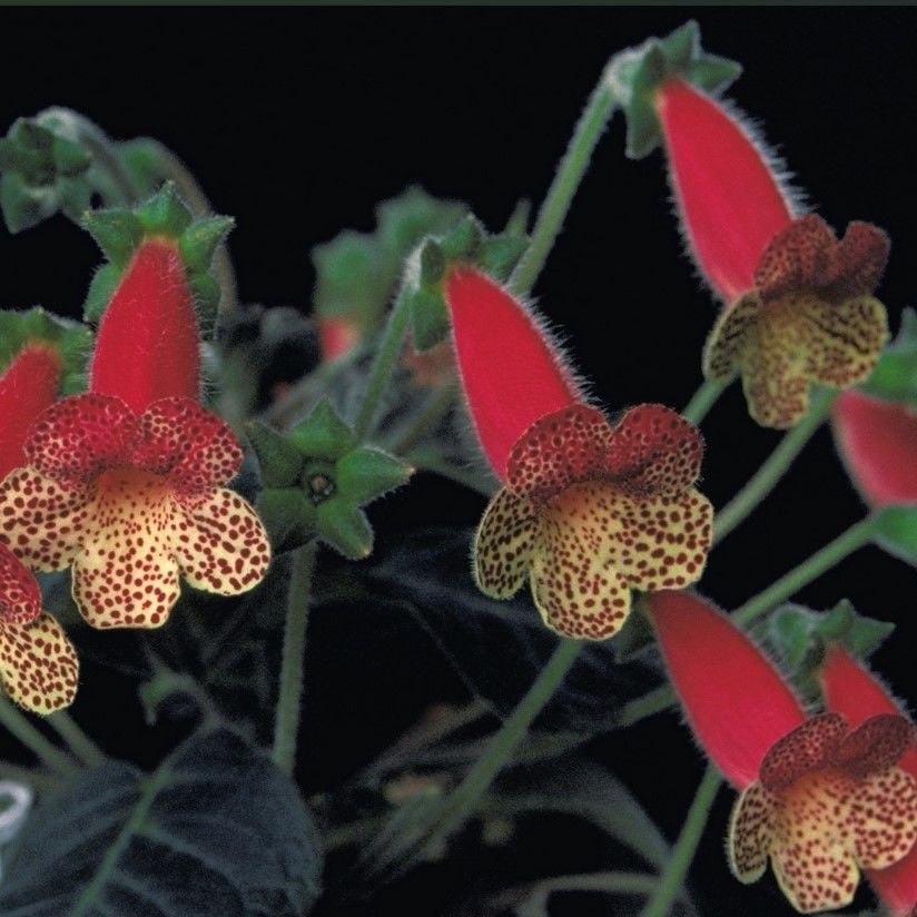 Koleksiyonluk Ossia Kohleria Japon Küpelisi Çiçeği Fidesi (Mini Potta)