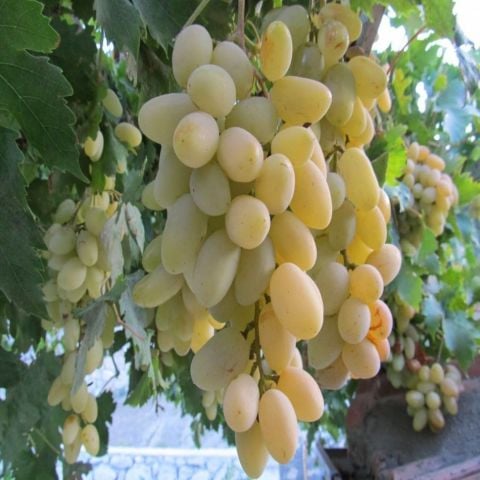 Açık Kök  Razaki Üzüm(Asma-Bağ) Fidanı