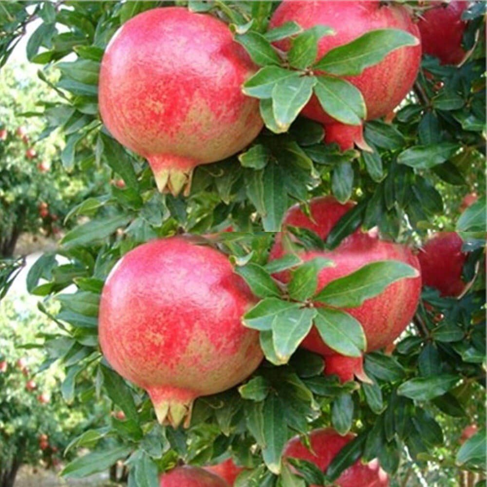 Açık Kök Çekirdeksiz Nar Fidanı(Mayhoş)