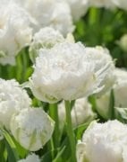 Snow Crystal Beyaz Fırfırlı Lale Soğanı