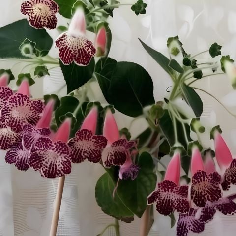 Koleksiyonluk Majson Kohleria Japon Küpelisi Çiçeği Fidesi (Mini Potta)