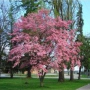 Pembe Çiçekli Süs Kızılcık Ağacı Tohumu (10 tohum)