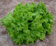 Doğal Waldman's Green Marul Tohumu(100 tohum)