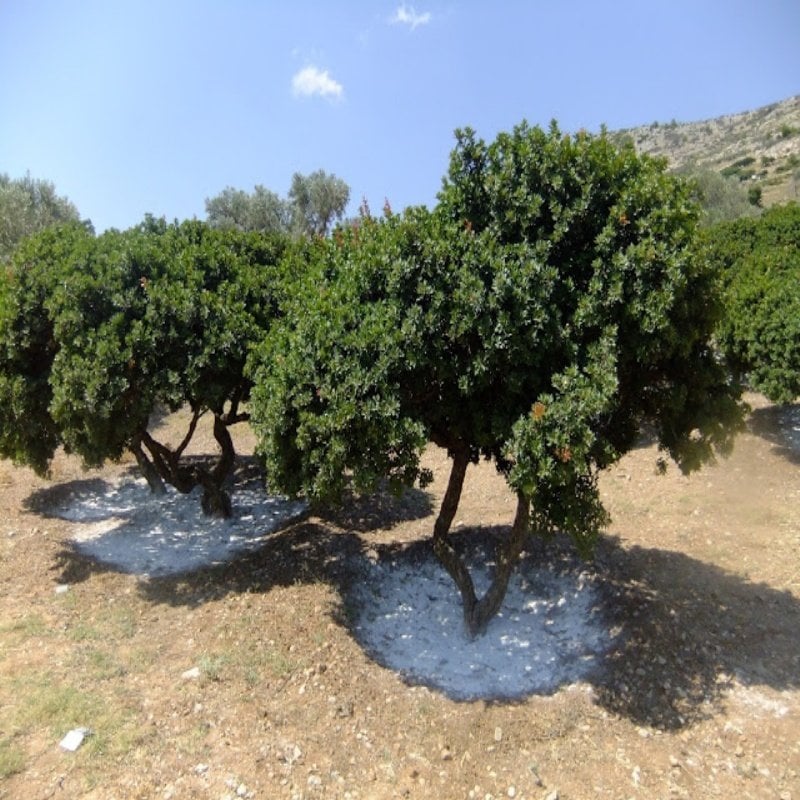 Tüplü Damla Sakız Ağacı Fidanı