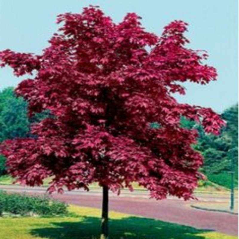 Kırmızı Crabapple Ağacı Tohumu (10 tohum)
