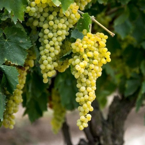 Tüplü Sofralık Kurutmalık Sultani Çekirdeksiz Üzüm Fidanı