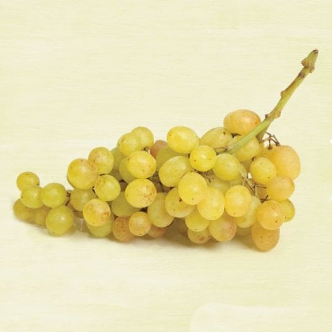 Tüplü Sofralık Kurutmalık Sultani Çekirdeksiz Üzüm Fidanı