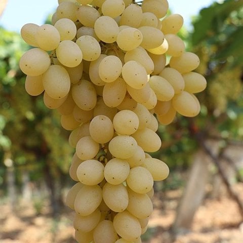 Tüplü Sofralık Kurutmalık Sultani Çekirdeksiz Üzüm Fidanı
