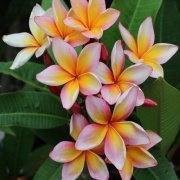 Yoğun Kokulu Xanadu Amerikan Fulu Plumeria Fidanı(25-50 cm)