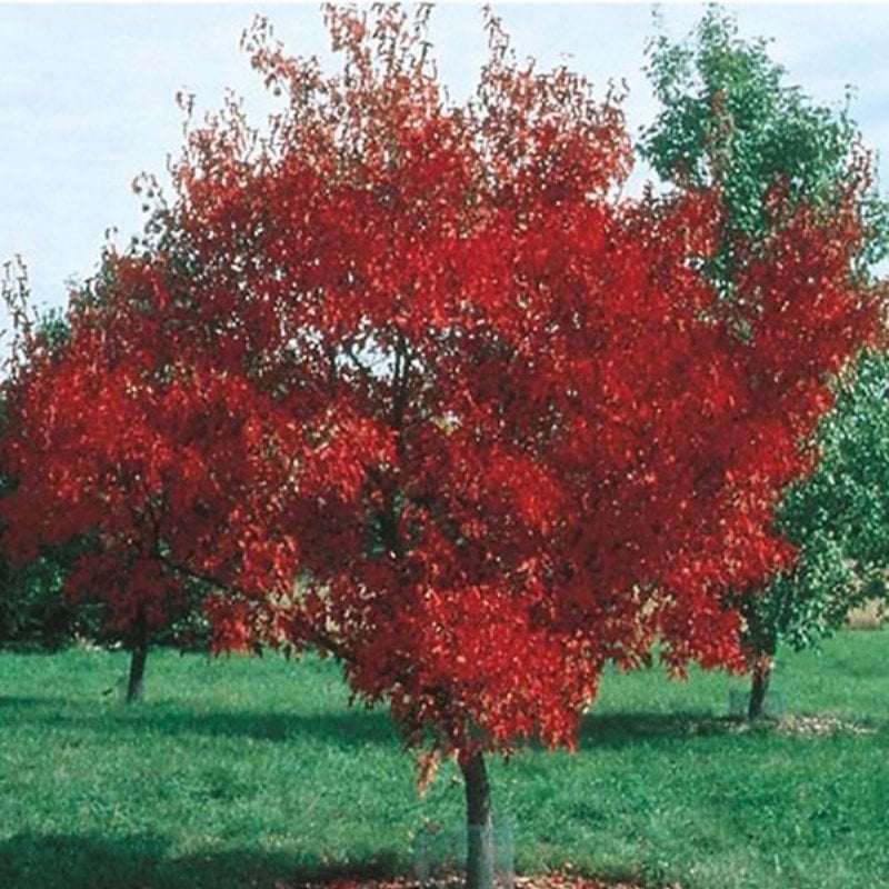 Amur Akçaağaç Tohumu (10 tohum)