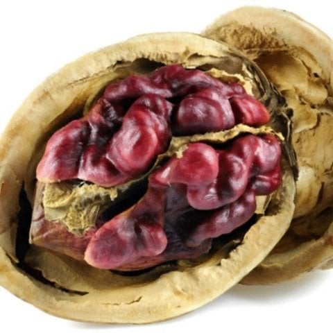 Tüplü Aşılı  Kırmızı Ceviz Fidanı Meyve Verme Durumunda