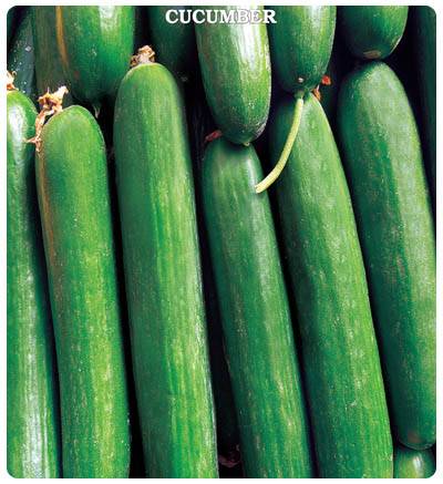 Salatalık (Çengelköy) Tohumu 5 gram