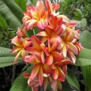 Yoğun Kokulu Exotica Amerikan Fulu Plumeria Fidanı(40-60 cm)