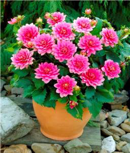 Bluesette Pembe Bodur Dalya Dahlia Yıldız Çiçeği Soğanı 1 adet