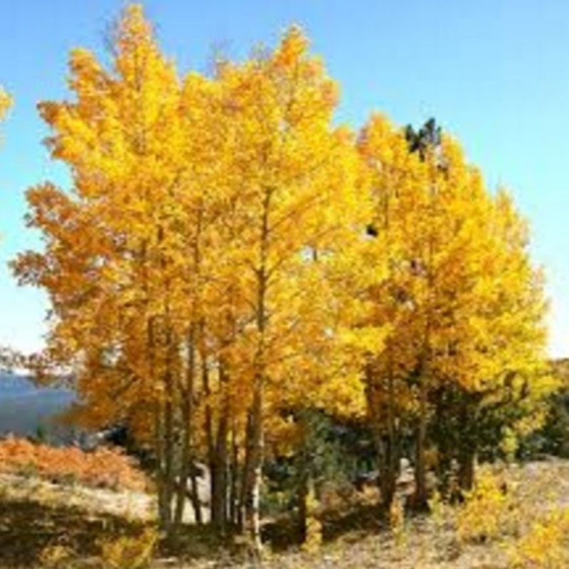 Quaking Aspen Kavak Ağacı Tohumu (10 tohum)