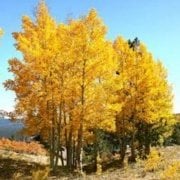 Quaking Aspen Kavak Ağacı Tohumu (10 tohum)