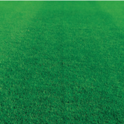 Semillas Fito Repolador Karışımı Tamir Yama Çimi Tohumu 1 Kg