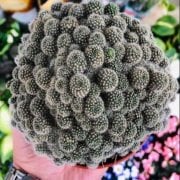 Opuntia Fulgida Monstruosa Kaktüs 5.5 Luk Saksıda