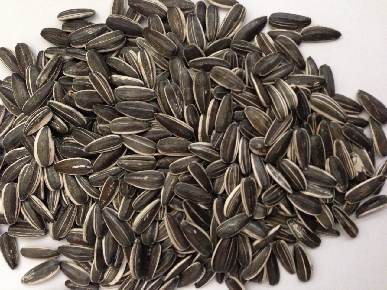 Ata Tohumları Siyah Çerezlik Çitlemelik  Ayçiçeği Fidesi (5 adet)