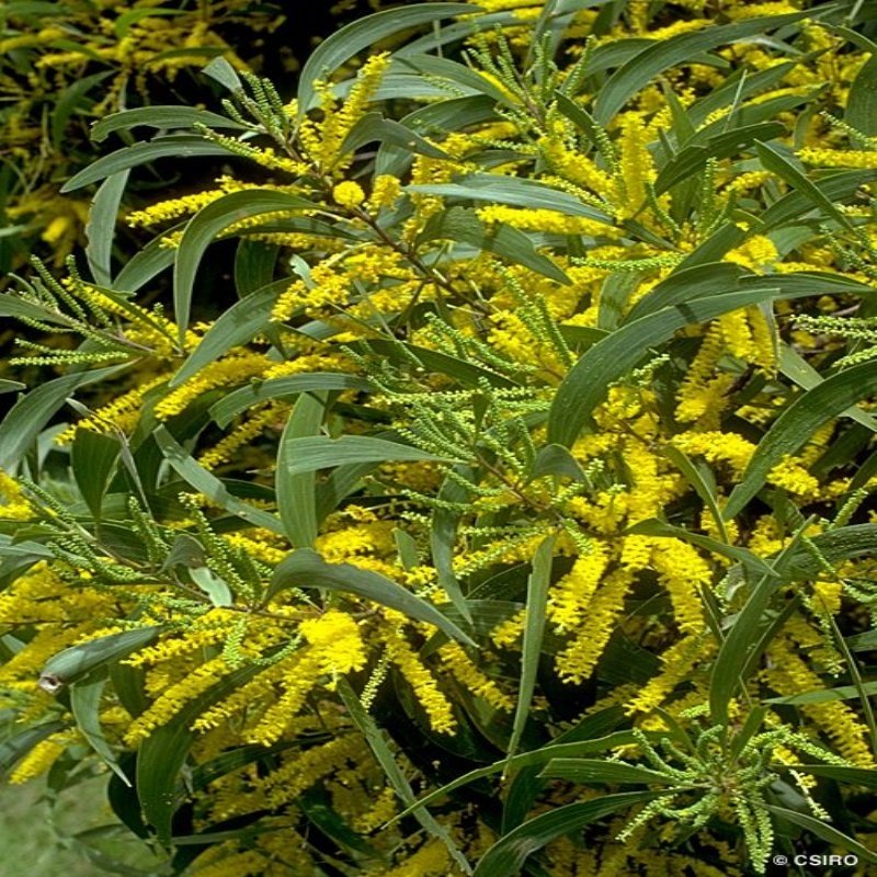 Tropik ACACIA Auriculiformis Ağacı Tohumu(5 tohum)