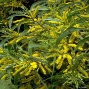 Tropik ACACIA Auriculiformis Ağacı Tohumu(5 tohum)