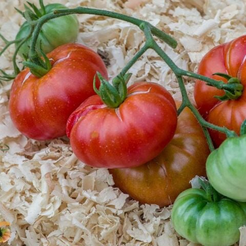Etli Red Calabash Domates Tohumu (15 tohum)