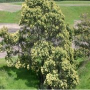 Doğal ACACIA mearnsii Ağacı Tohumu(5 tohum)