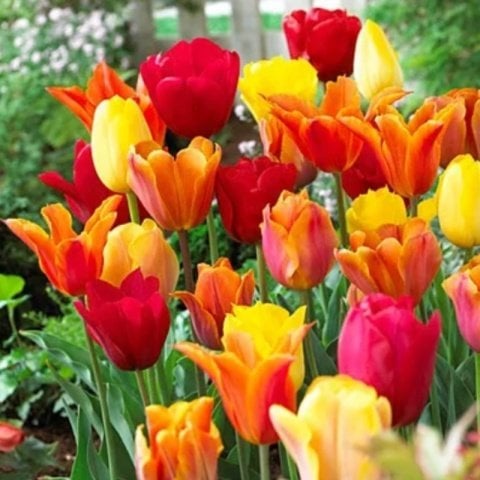 İthal Özel Seri İri Kafara Joy of Spring Lale Soğanı(3 Soğan)