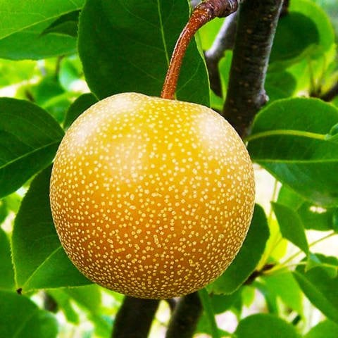 Açık Kök Tam Bodur Japon-Naşi Armudu Kosui Fidanı