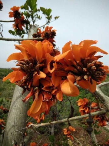 Erythrina Caffra Mercan Ağacı Fidanı Özel Çeşit(10-20 CM)