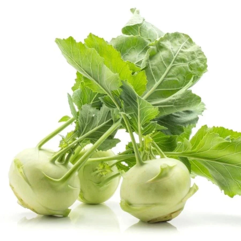 Geleneksel Doğal Beyaz Kohlrabi(Alabaş) Fidesi (5 adet)