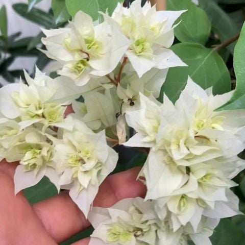 Beyaz Katmerli  Begonvil Çiçeği Fidesi (1 adet)