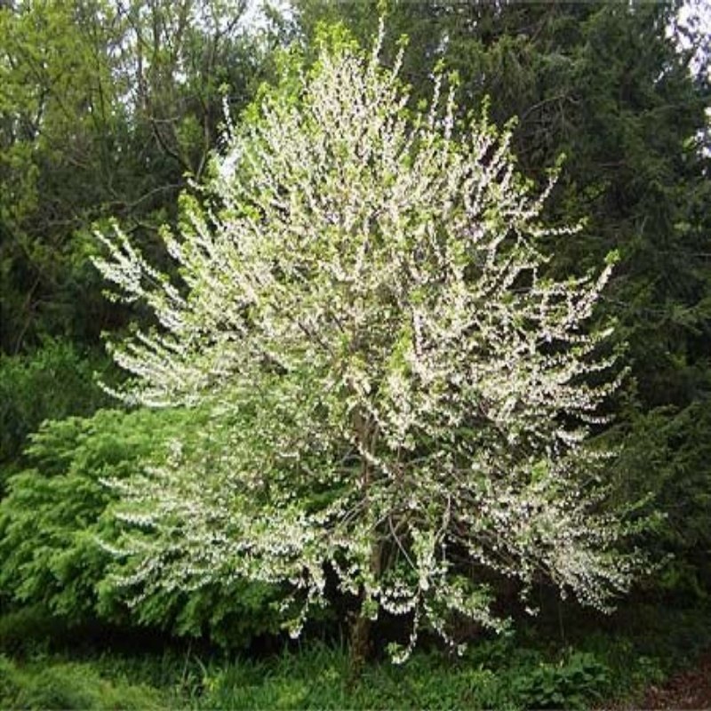 Doğal Carolina Silverbell Ağacı Tohumu(5 tohum)