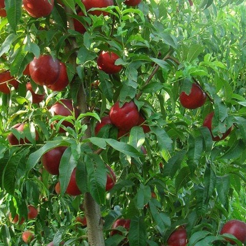 Açık Kök Yarı Bodur Summer Super Star Nektarin Fidanı