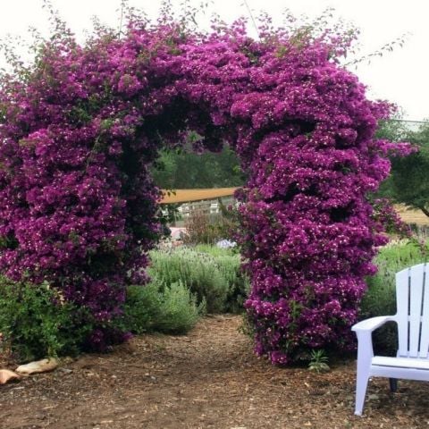 Mor  Begonvil Çiçeği Fidesi (1 adet)