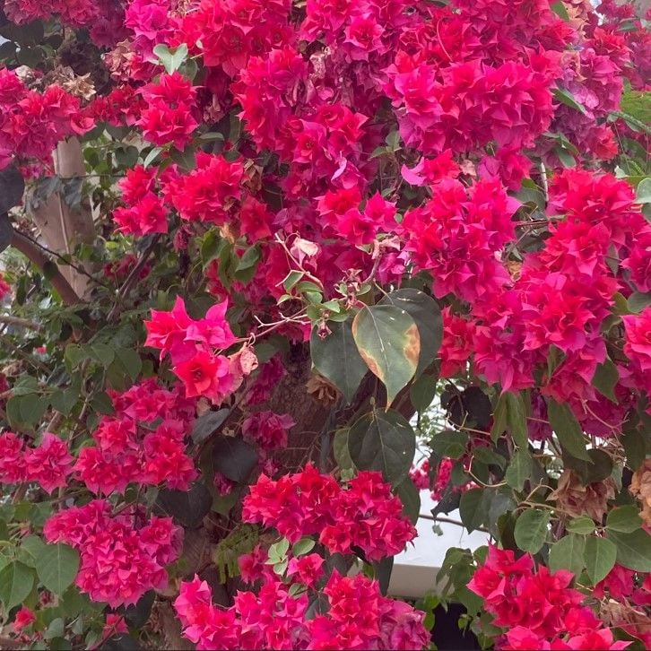 Kırmızı Katmerli  Begonvil Çiçeği Fidesi (1 adet)