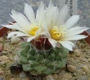 Doğal Beyaz Çiçekli STROMBOCACTUS Kaktüs Tohumu(5 tohum)