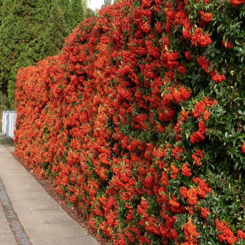 Pyracantha Coccinea Ateş Dikeni Ağacı Tohumu (20 tohum)