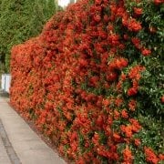 Pyracantha Coccinea Ateş Dikeni Ağacı Tohumu (20 tohum)