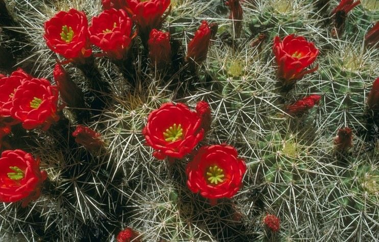 Kırmızı ECHINOCEREUS Kaktüs Çiçeği Tohumu(5 tohum)