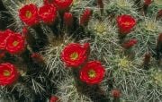 Kırmızı ECHINOCEREUS Kaktüs Çiçeği Tohumu(5 tohum)