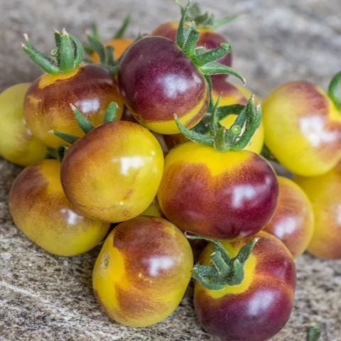 Antho Weib Alacalı Domates Tohumu (15 tohum)