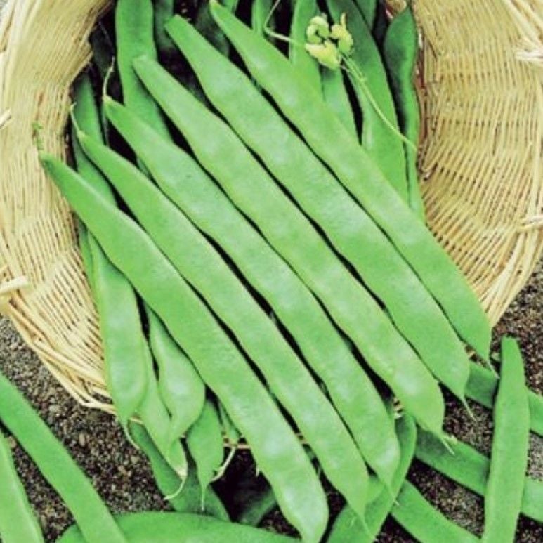 Ata Tohumları Helda Taze Fasulye Sırık Fasulye Fidesi (5 adet)